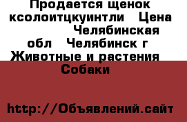 Продается щенок ксолоитцкуинтли › Цена ­ 25 000 - Челябинская обл., Челябинск г. Животные и растения » Собаки   